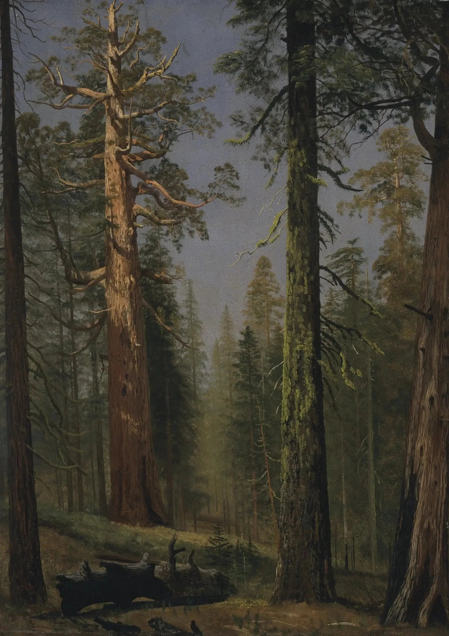 Le séquoia géant Grizzly, Mariposa Grove, Californie - Albert Bierstadt image 1 reproduction réalisée par Alpha Reproduction
