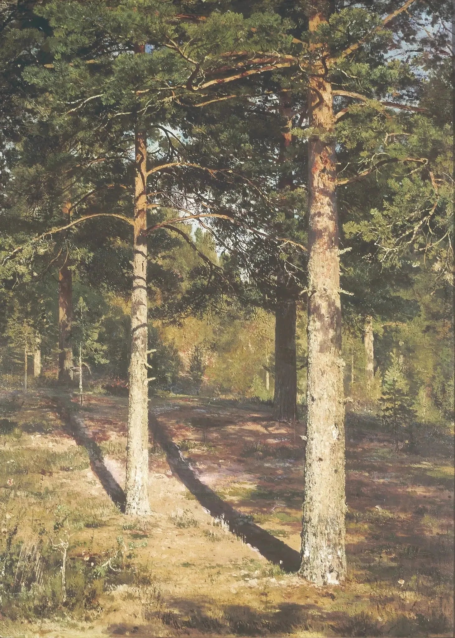 Les pins ensoleillés - Ivan Chichkine image 1 reproduction réalisée par Alpha Reproduction