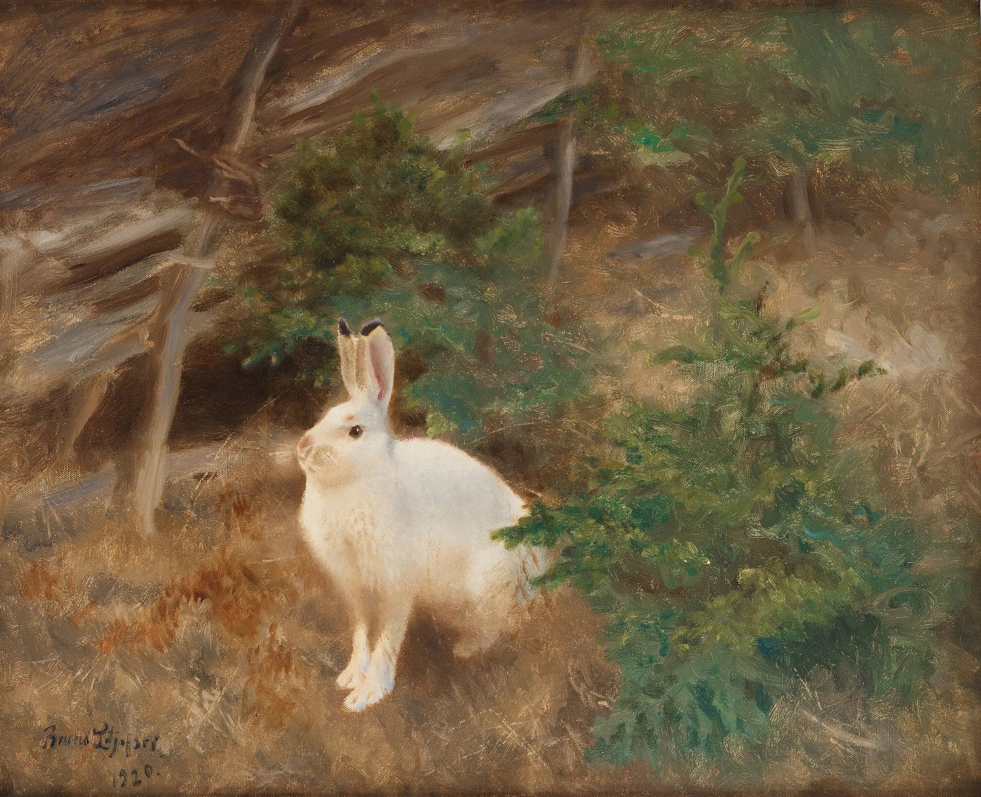 Lièvre variable - Bruno Liljefors image 1 reproduction artisanale de tableau