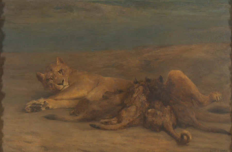 Une lionne avec quatre petits allaités, appelée « Mother's Love » - John Macallan Swan