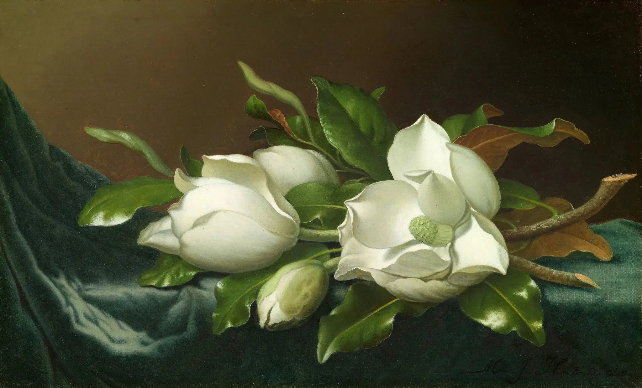 Magnolias sur tissu de velours bleu clair - Martin Johnson Heade image 1 reproduction réalisée par Alpha Reproduction