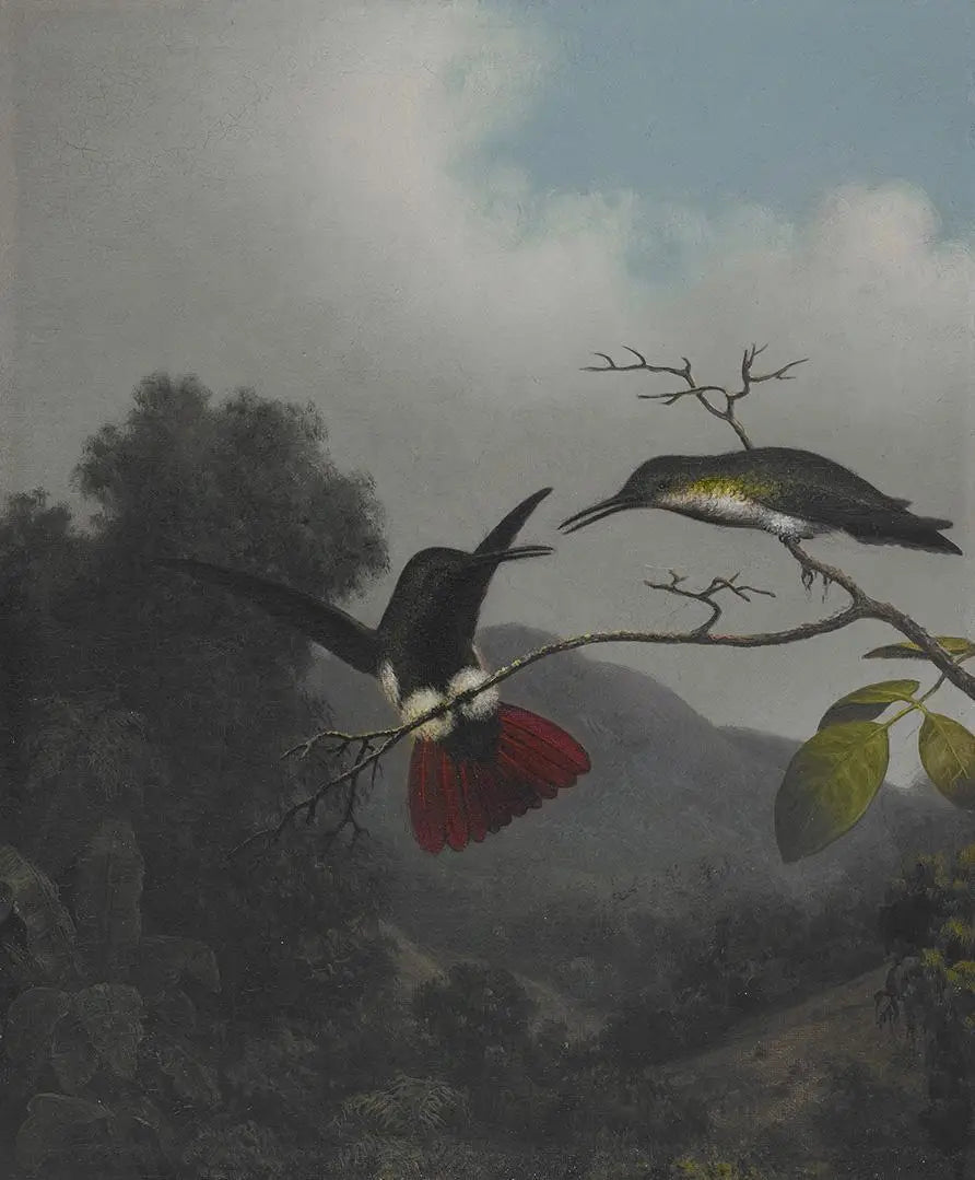 Mangue à gorge noire - Martin Johnson Heade image 1 copie peinte à la main à l’huile