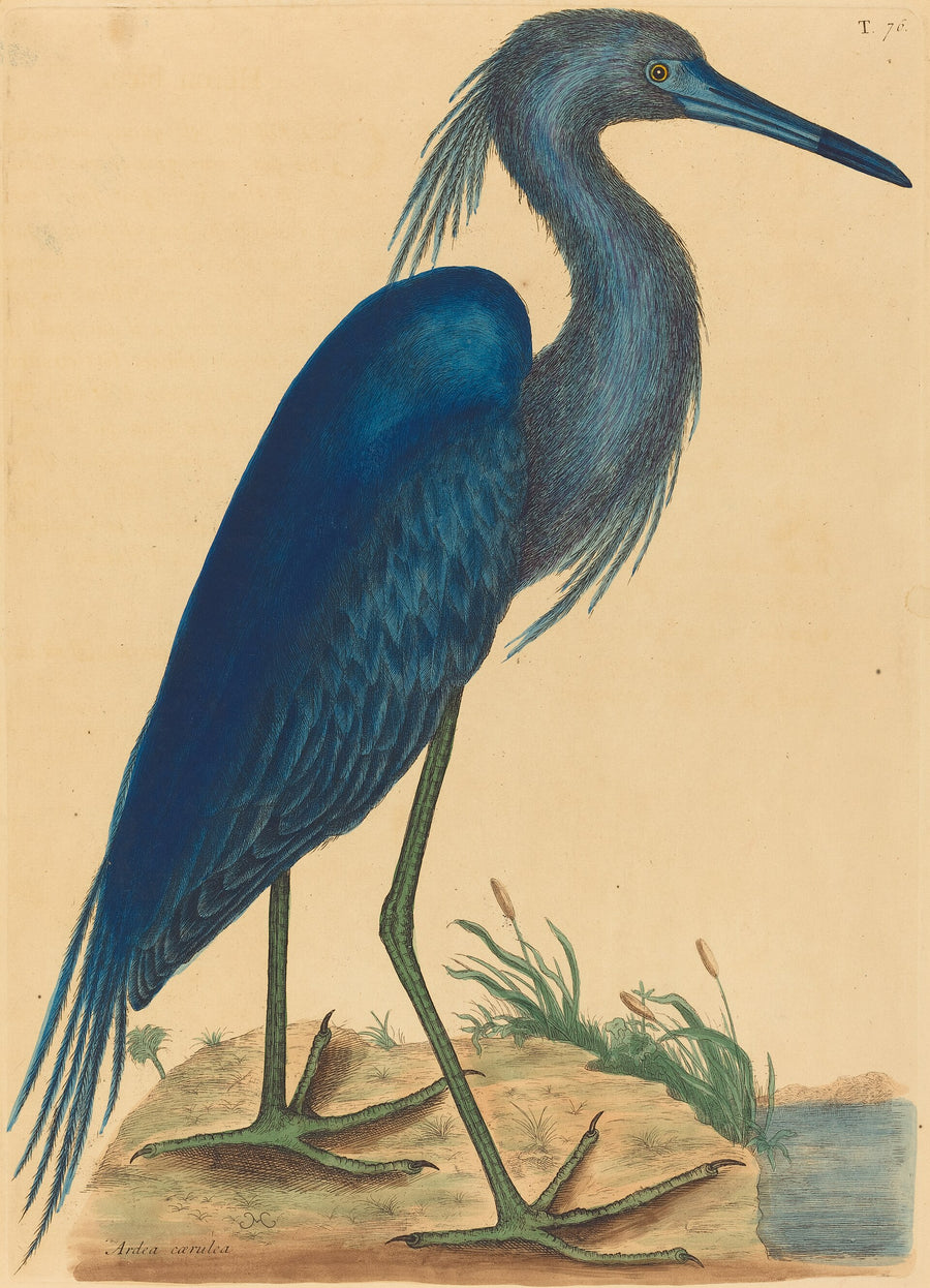 Le Héron bleu - Mark Catesby