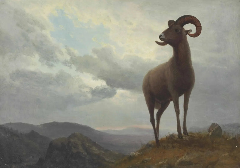 Mouton à longues cornes - Albert Bierstadt