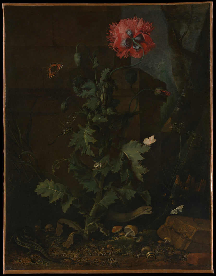 Nature morte au pavot, insectes et reptiles - Otto Marseus van Schrieck