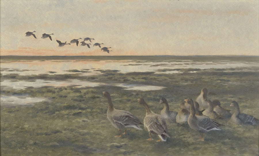 Neerstrijkende rietganzen bij zonsondergang - Bruno Liljefors