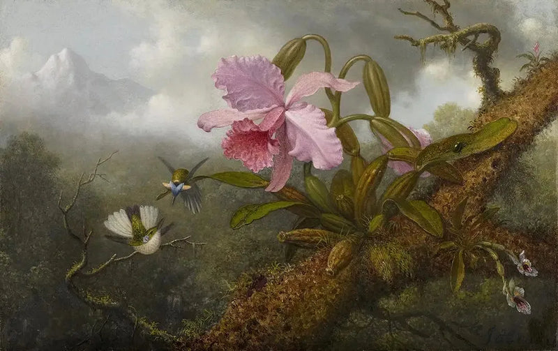 Orchidée Cattleya, deux colibris et un scarabée - Martin Johnson Heade