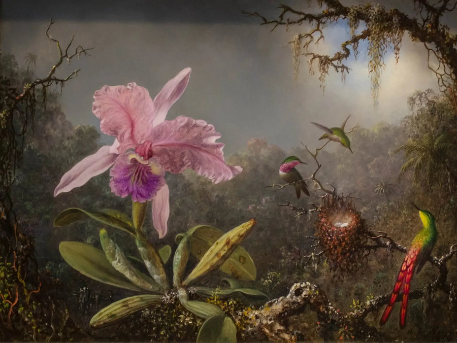 Orchidée Cattleya et trois colibris - Martin Johnson Heade