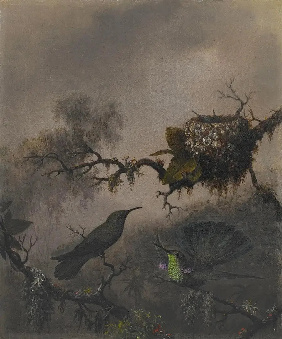 Oreille violette à ventre blanc - Martin Johnson Heade