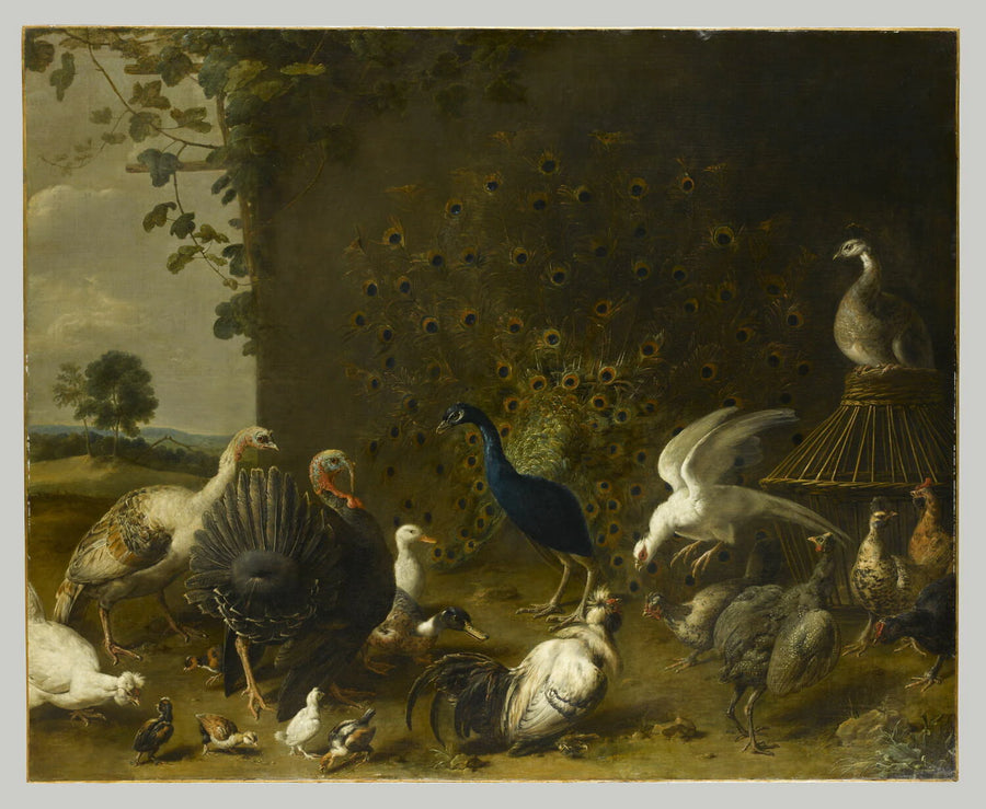 Paon et oiseaux de basse-cour - Adriaen van Utrecht
