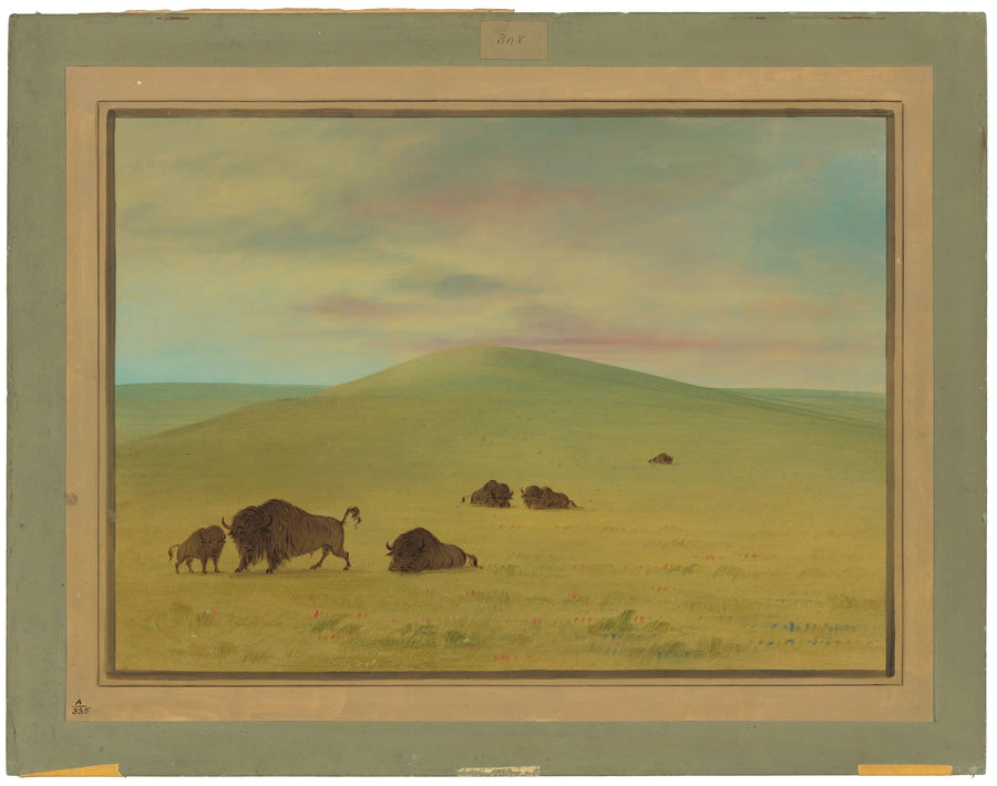 Pâturage américain - Prairies de la Platte - George Catlin