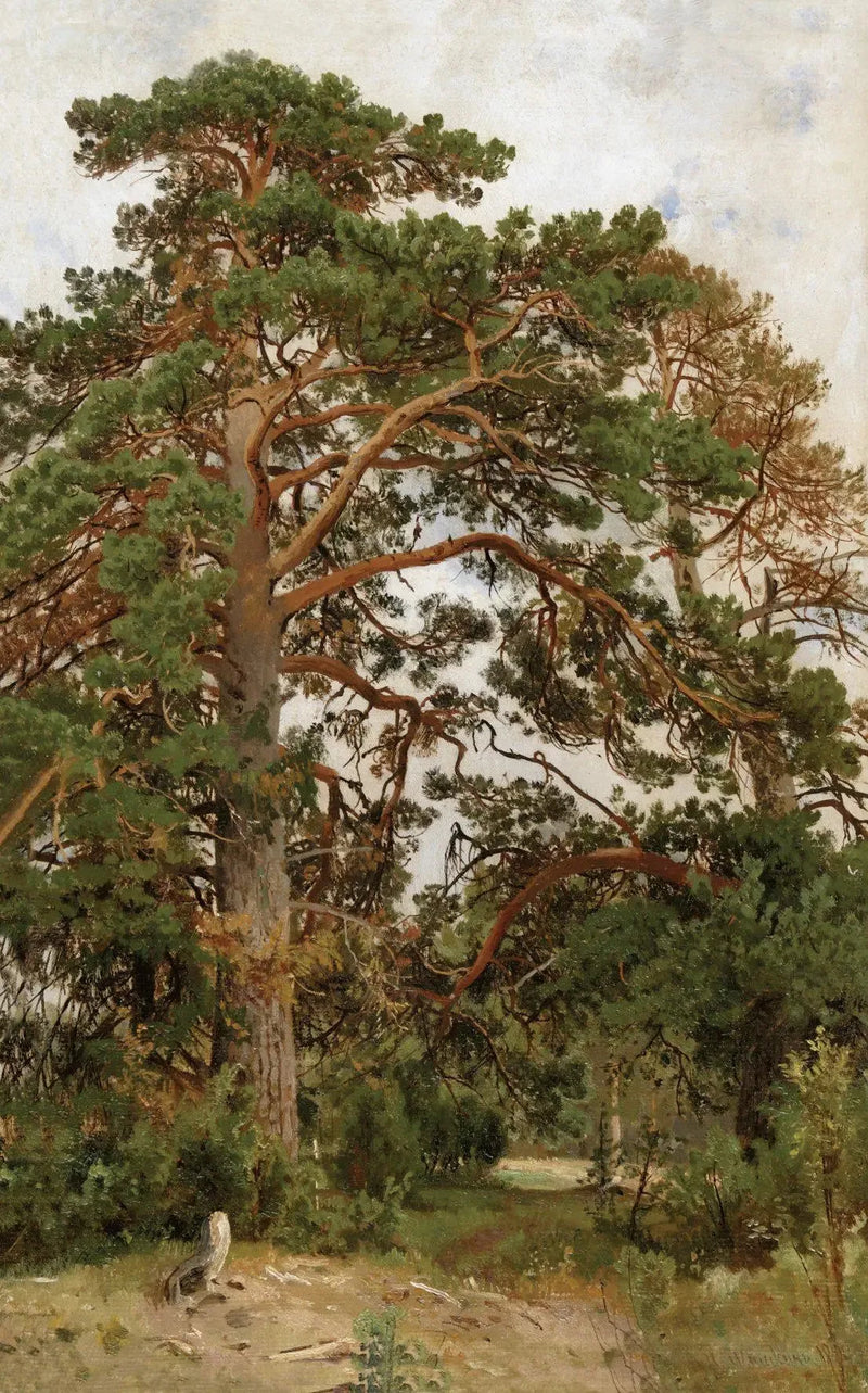 Paysage avec pins - Ivan Chichkine