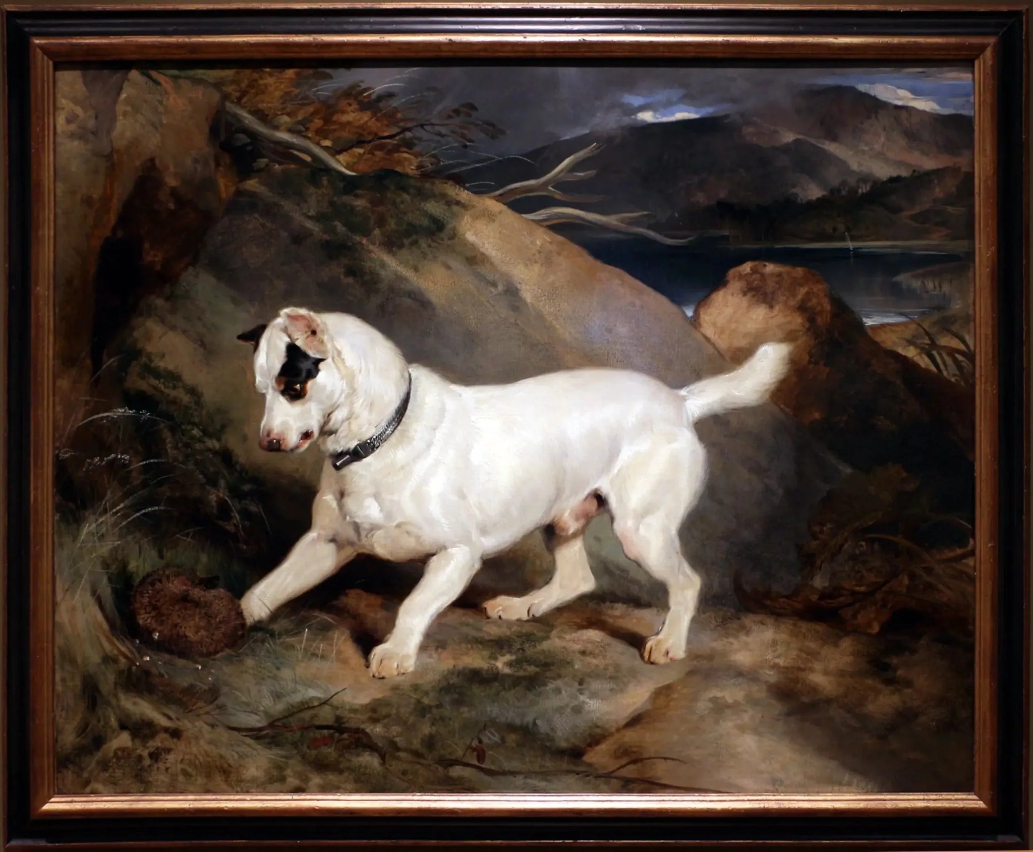 Portrait d'un terrier, propriété d'Owen Williams, ESQ., député (Jocko avec un hérisson) - Edwin Henry Landseer image 1 tableau peint à l’huile sur toile