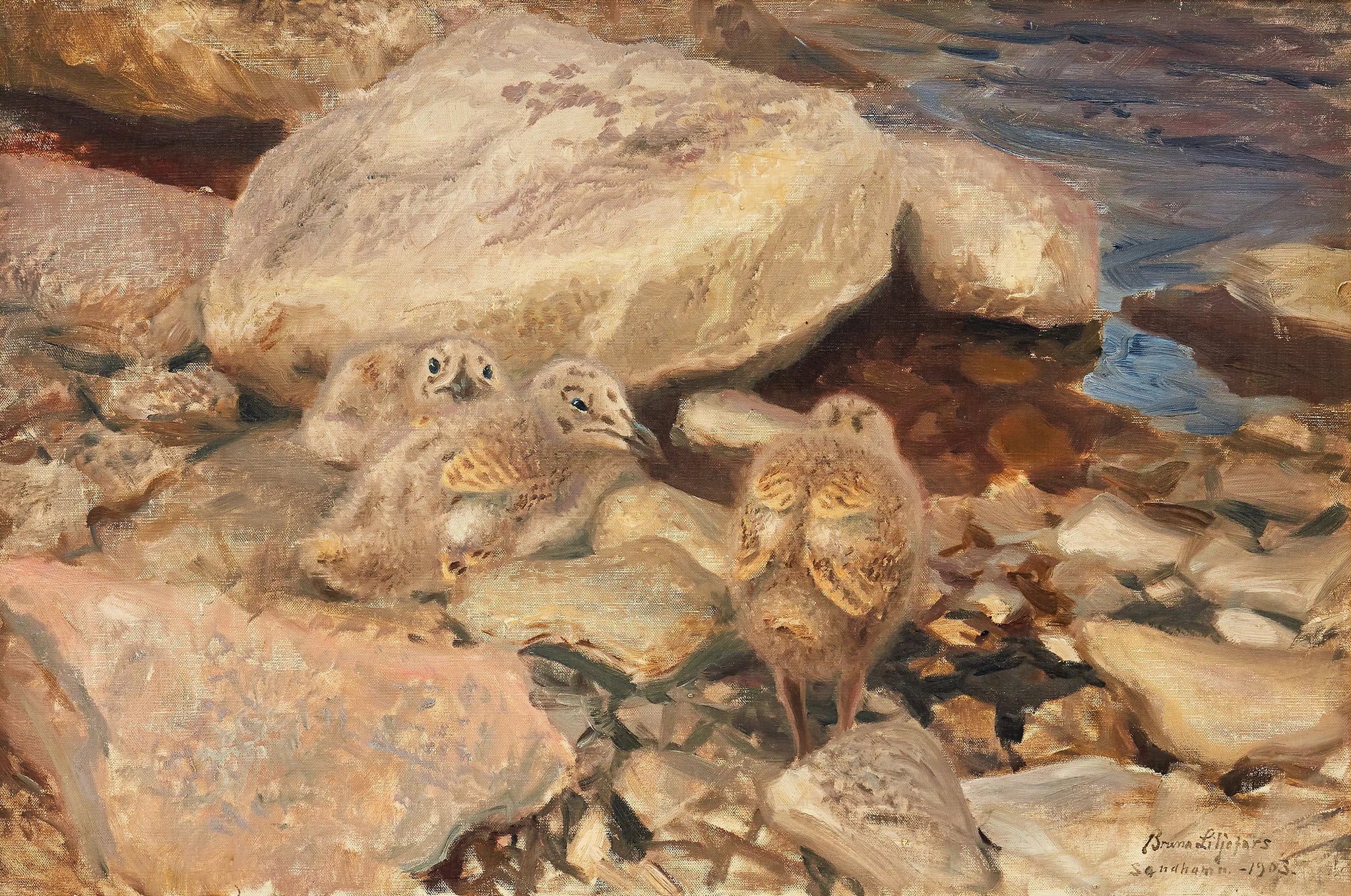 poussins de goéland argenté - Bruno Liljefors image 1 reproduction artisanale de tableau