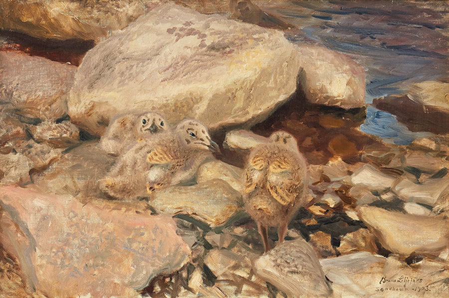 poussins de goéland argenté - Bruno Liljefors