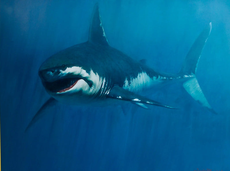 Requin | 150 x 200 cm