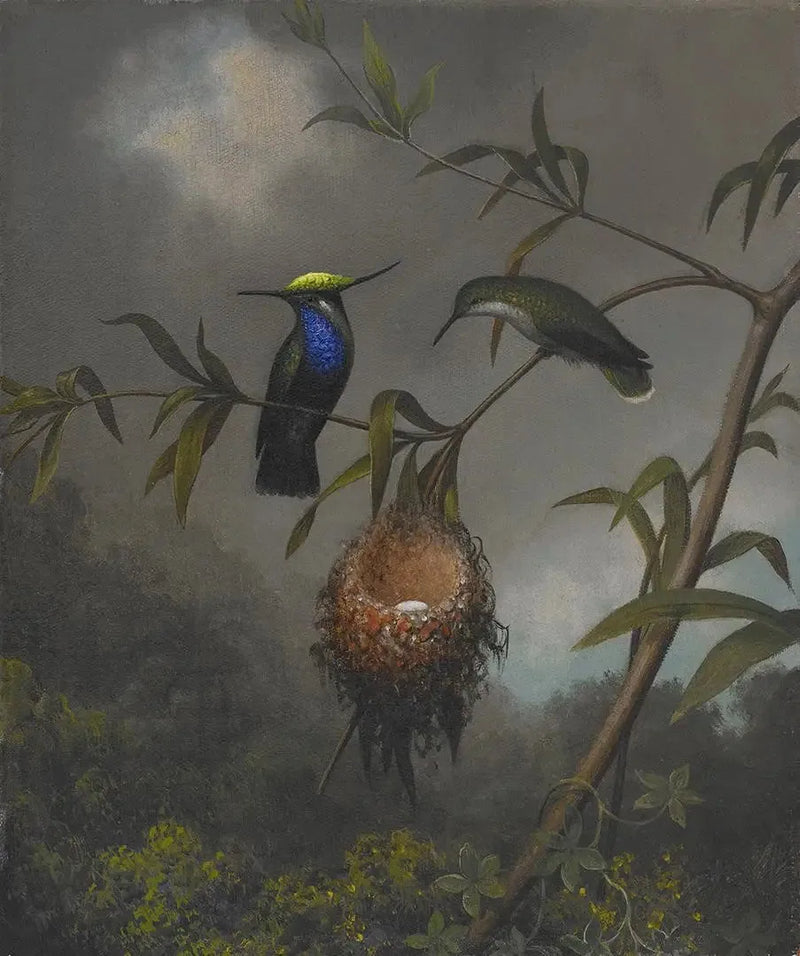 Roitelet à poitrine noire - Martin Johnson Heade