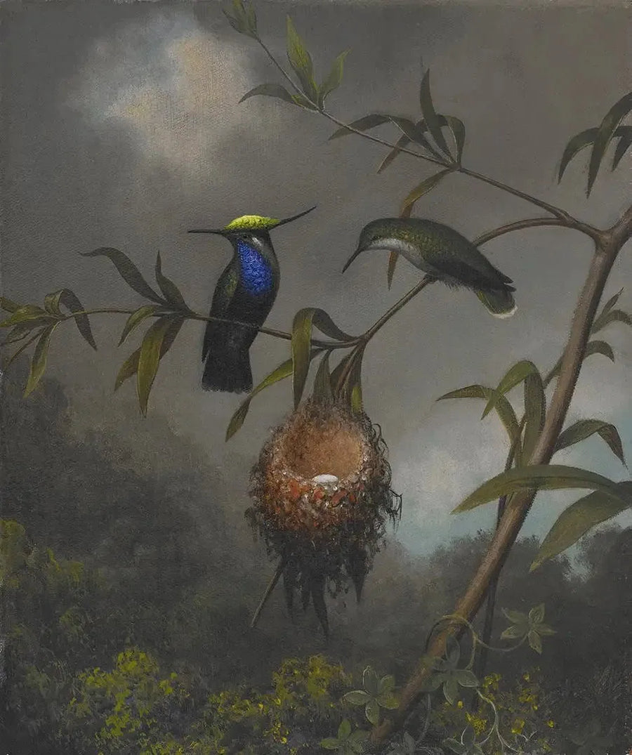 Roitelet à poitrine noire - Martin Johnson Heade