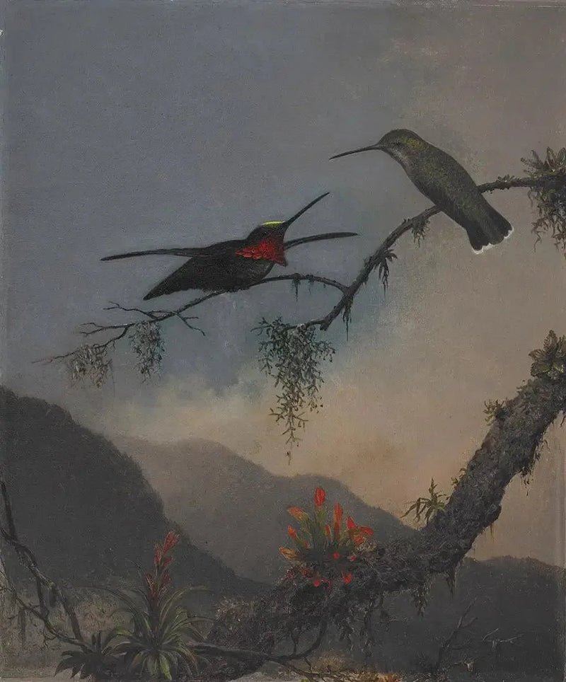 Starthroat à poitrine rayée - Martin Johnson Heade
