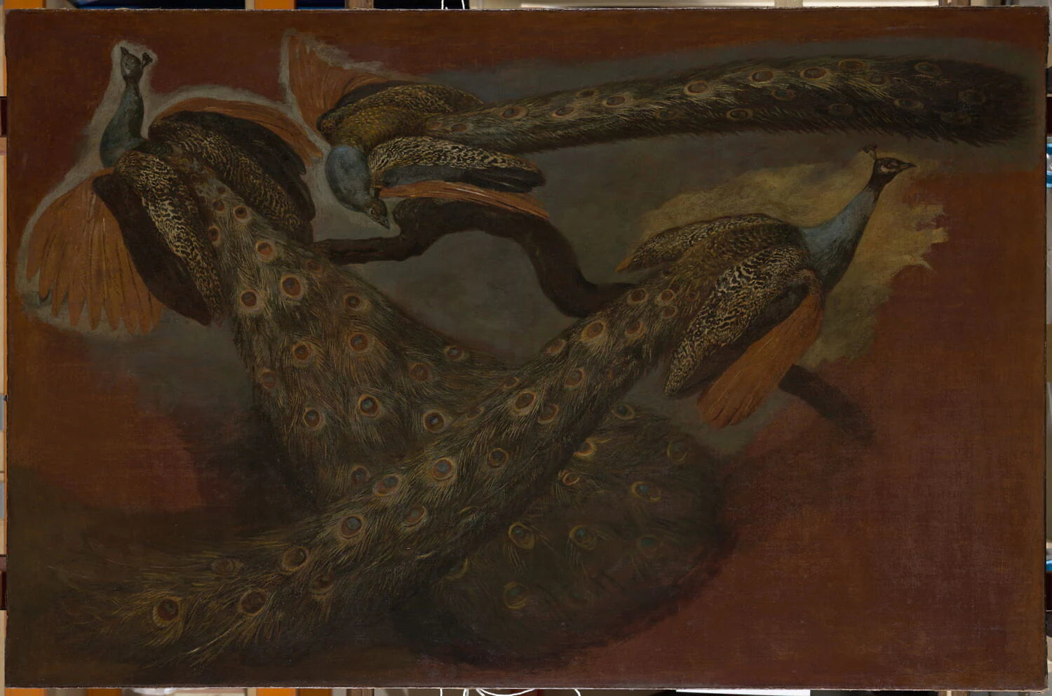 Triple étude d'un paon - Pieter Boel