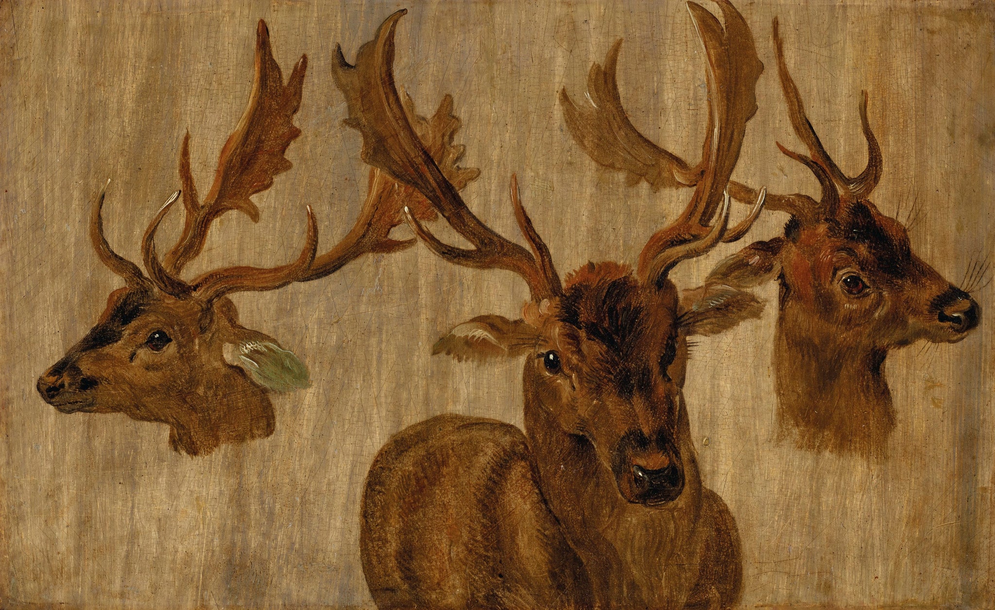 Trois études d'une tête de cerf - Jan Brueghel le Jeune image 1 reproduction de peinture à l’huile