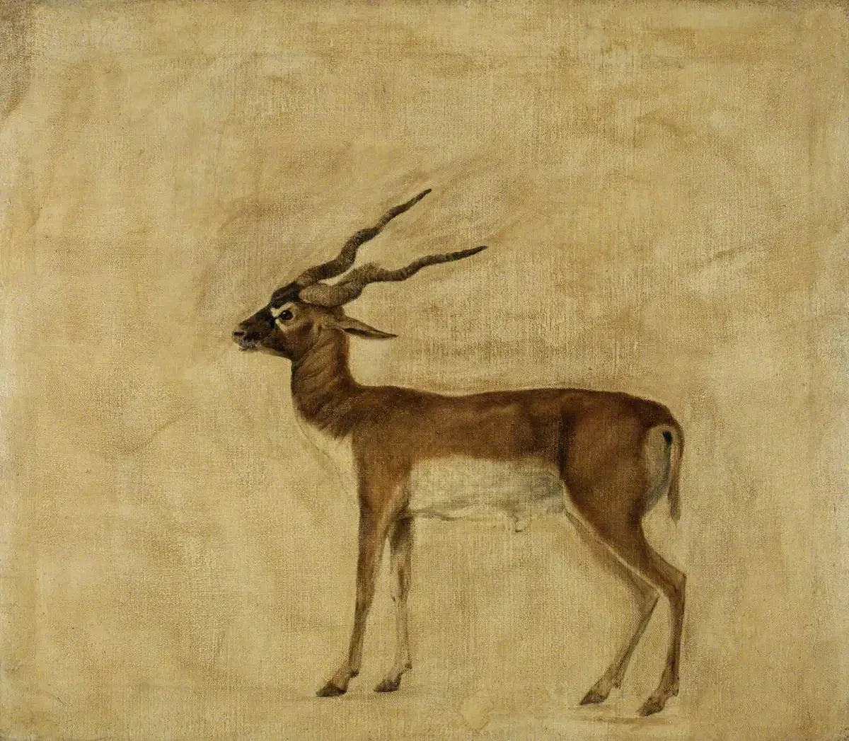 Un antilope cervicapre - George Stubbs image 1 tableau peint à l’huile sur toile