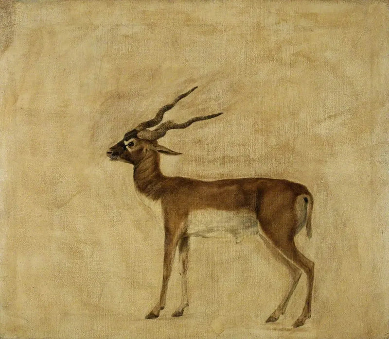 Un antilope cervicapre - George Stubbs