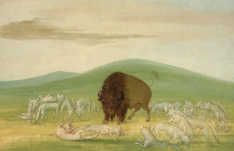 Un bison blessé entouré de loups blancs - George Catlin