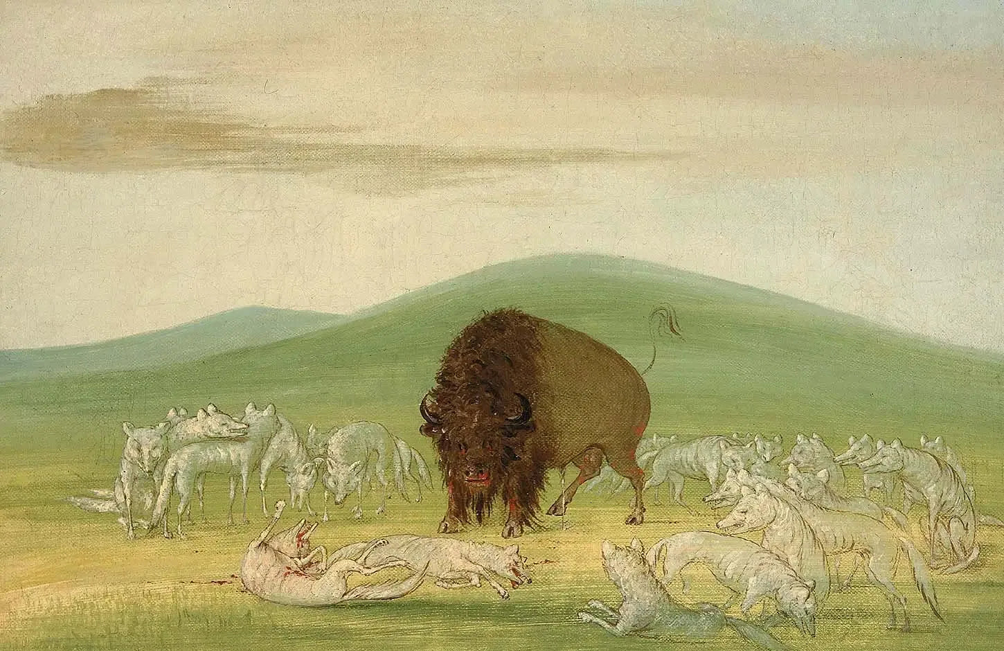 Un bison blessé entouré de loups blancs - George Catlin image 1 tableau peint à l’huile sur toile