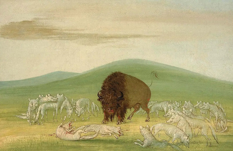 Un bison blessé entouré de loups blancs - George Catlin
