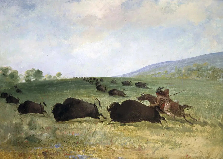 Un Indien Osage lance un buffle - George Catlin