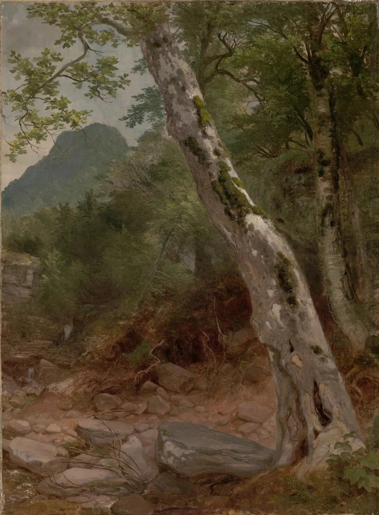 Un sycomore, Plaaterkill Clove - Asher Brown Durand image 1 reproduction réalisée par Alpha Reproduction