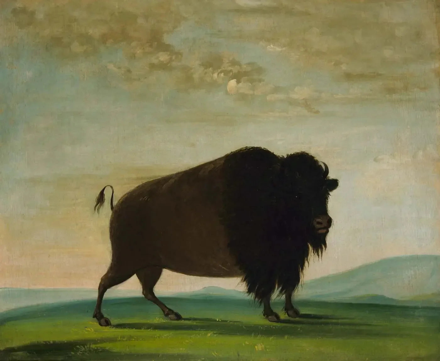 Vache bison broutant dans la prairie - George Catlin image 1 reproduction de peinture à l’huile