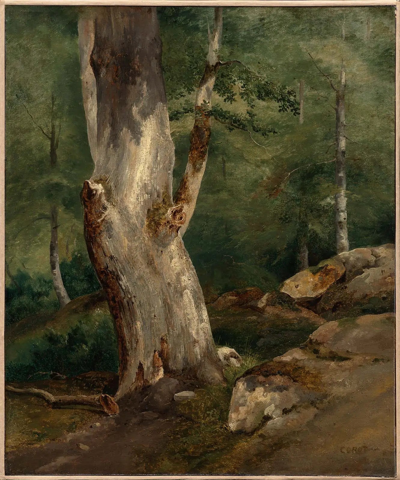 Vieux hêtre - Jean-Baptiste Camille Corot image 1 reproduction réalisée par Alpha Reproduction