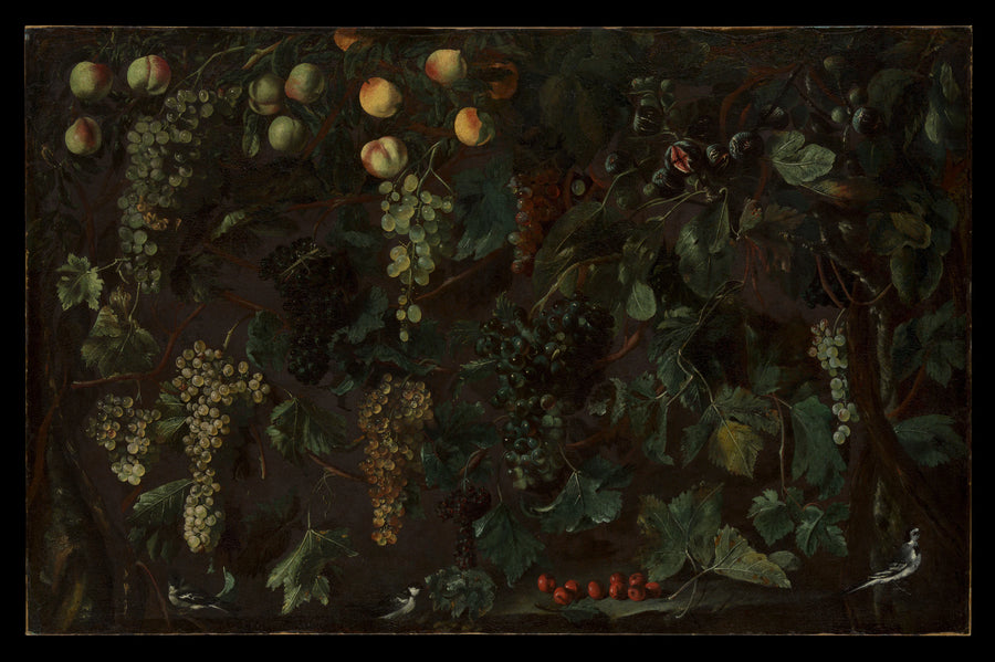 Vignes et fruits, avec trois bergeronnettes - Bartolomeo Cavarozzi