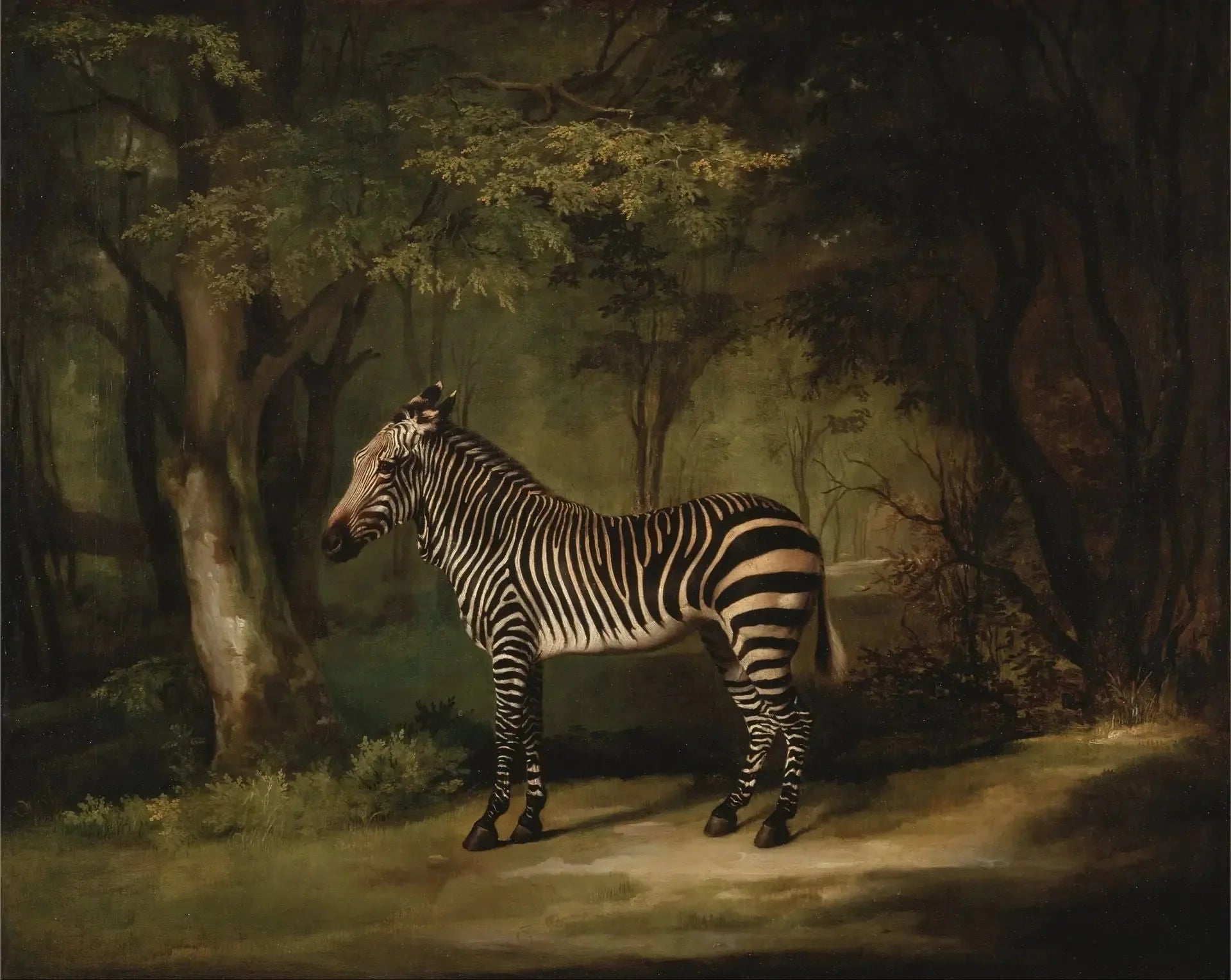 Zèbre - George Stubbs image 1 copie peinte à la main à l’huile