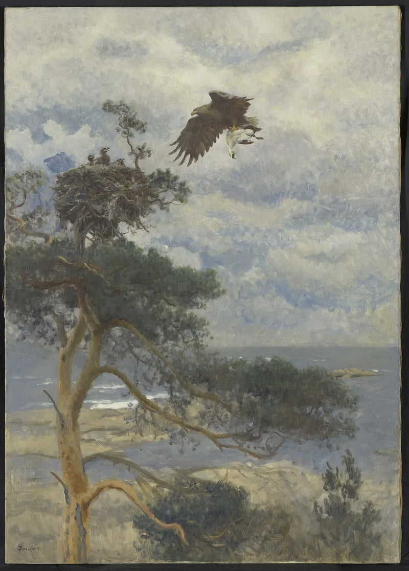 Zeearend met eidereend-woerd als prooi bij zijn nest aan de kust - Bruno Liljefors